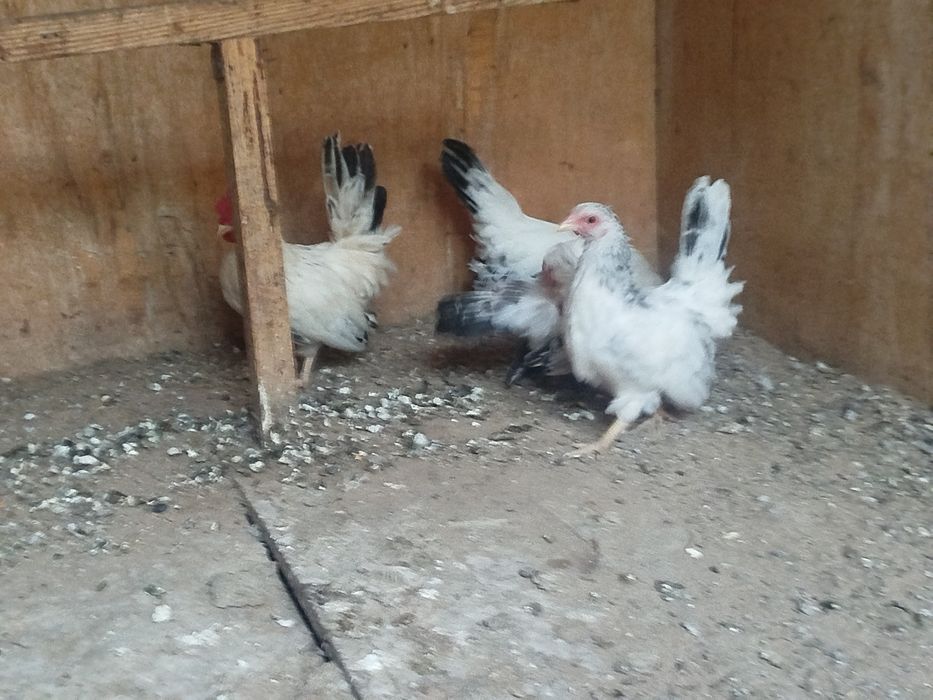 Шабо семейка 1+3