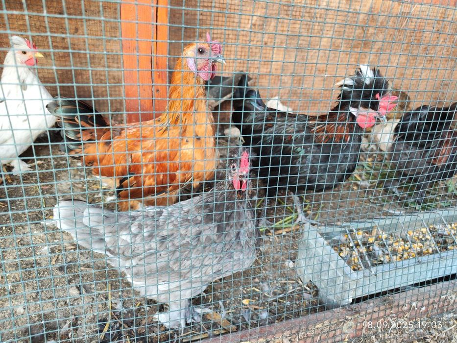 Cocoșei sebright și cocoșei pitici