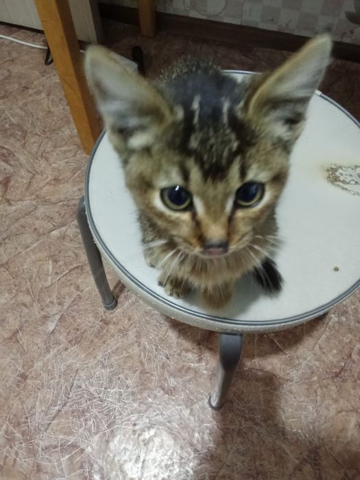 отдам котенка в хорошие руки