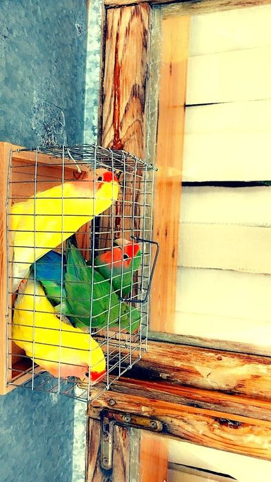 Koʻpayishga tayyor parlar .