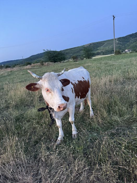 Vaca pentru abator
