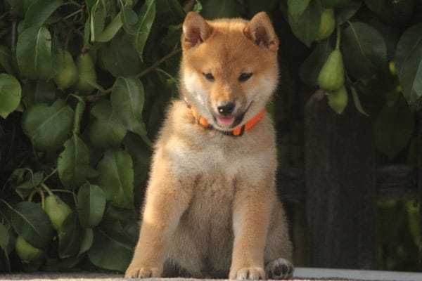 Shiba Inu alb-roșcat pui adorabil, rasă japoneză deosebită/2 luni