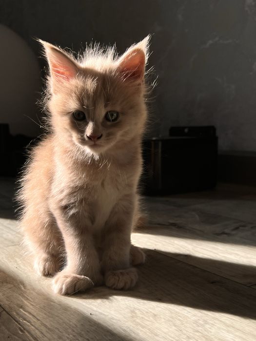 Мейн Кун котята рыжие
