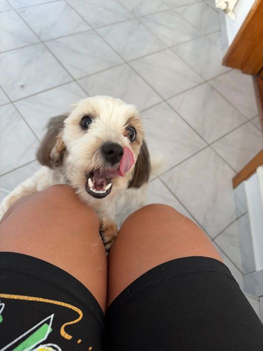 Animal de companie