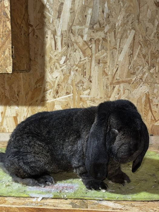 Mascul berbec german