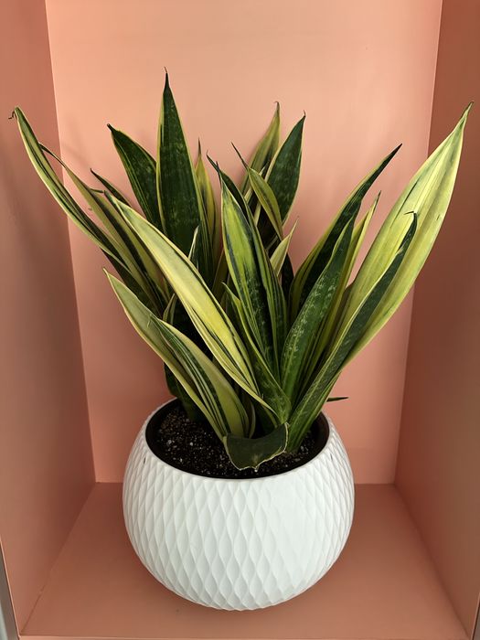 Сансевиерия голд флейм