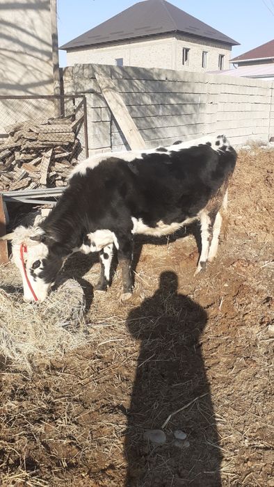 3 Бас сиыр сатылатын біреуі туған