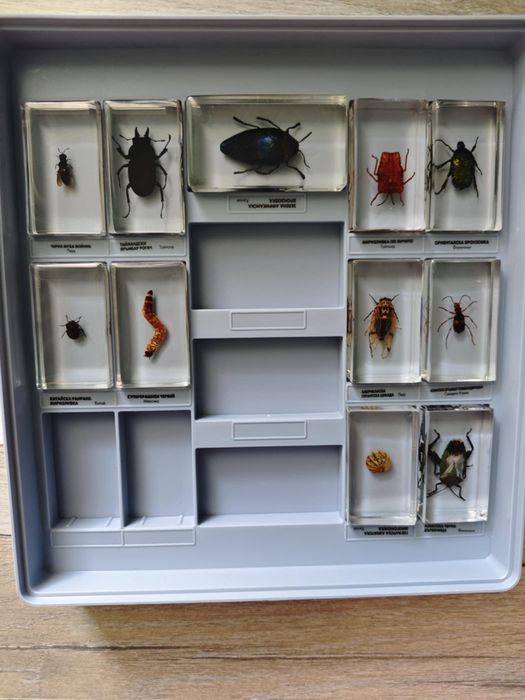 Колекция ,,Истински буболечки,,