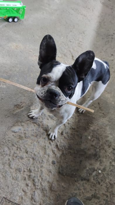 Французский бульдог