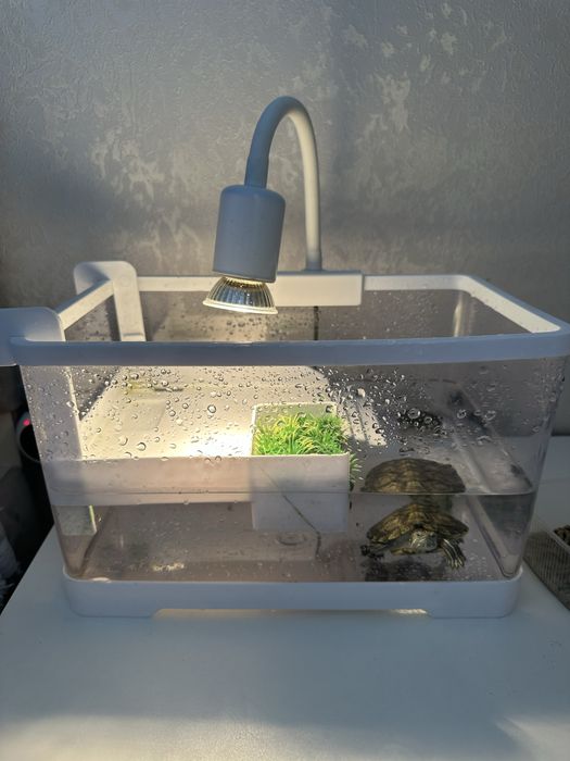 Красноухие черепашки