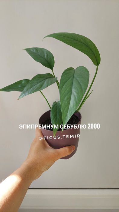 Сортовые сингониумы