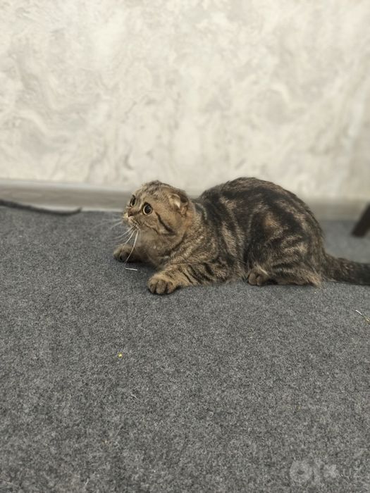 Продам кошку скотиш фолд