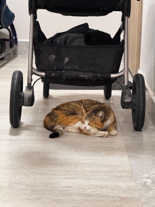 Отдам кошку в хорошие руки