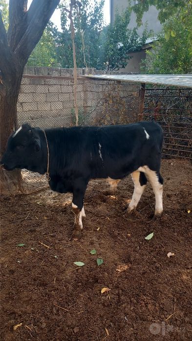 Zottor buqachalar sotiladi