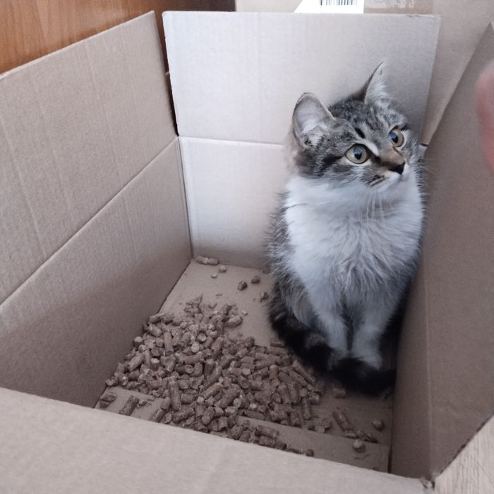 Котёнок в добрые руки