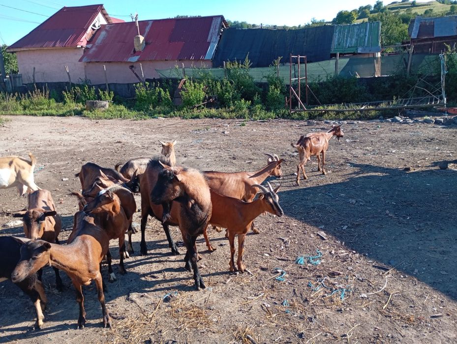 15 capre plus țapul