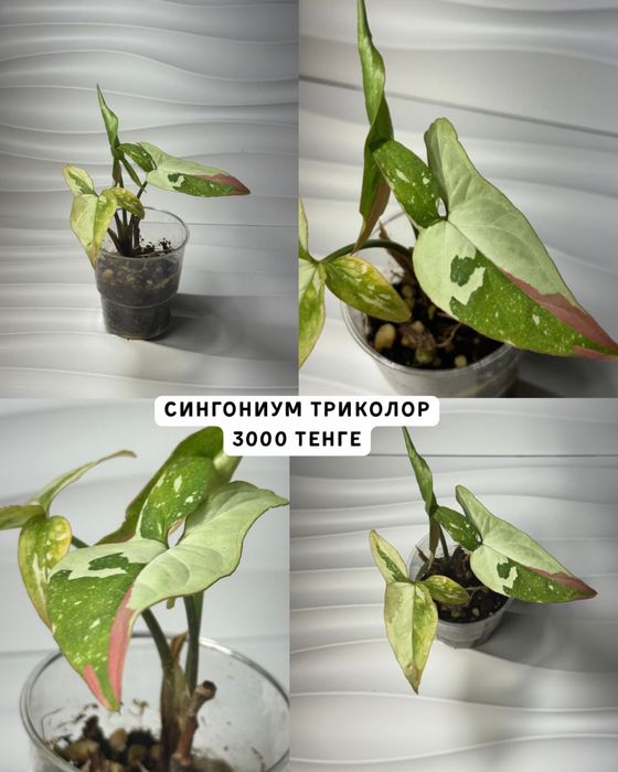 Сингониумы разные