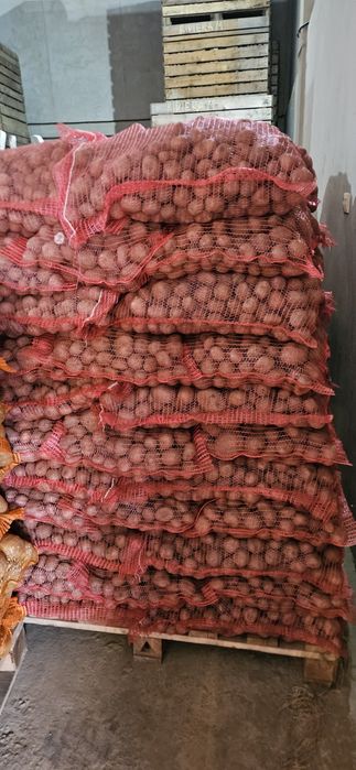 Cartofi de sămânță