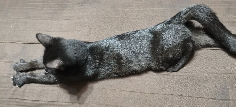 Котенок в добрые руки