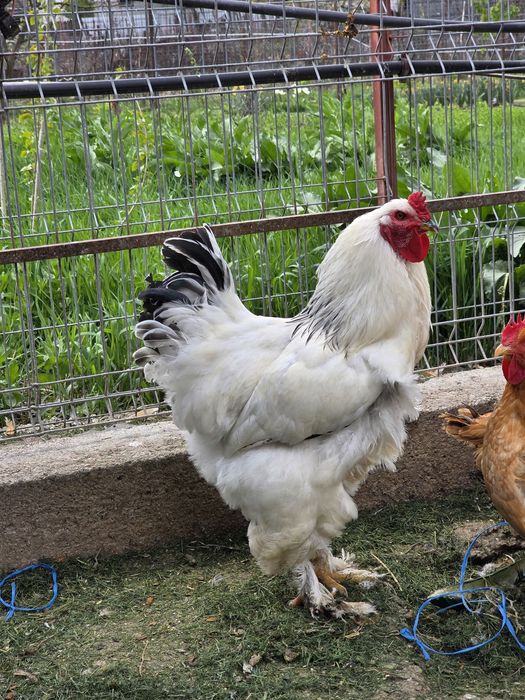 Cocoși rasa Brahma