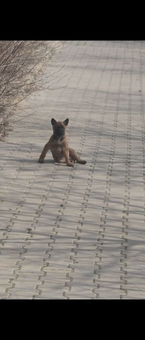 Продаётся щенок бельгийской овчарки