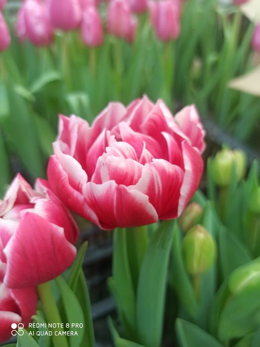 Тюльпаны оптом и в розницу букеты на 8марта