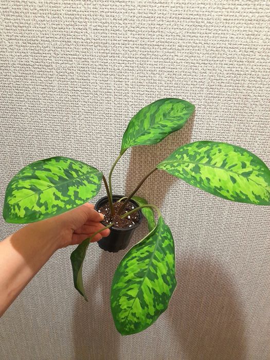 Продам Алоказия Бомбино