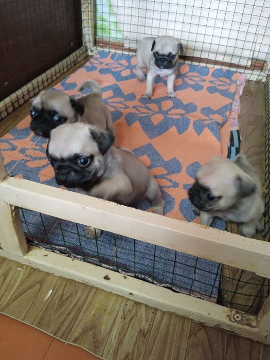 Продаю щенков мопсят