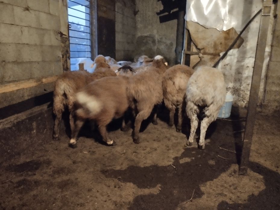 Бараны , токты , кой