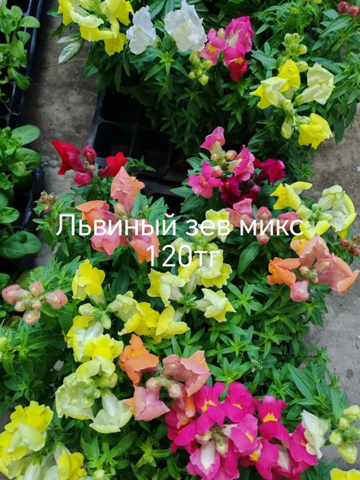 Продам цветы, комнатные и садовые.