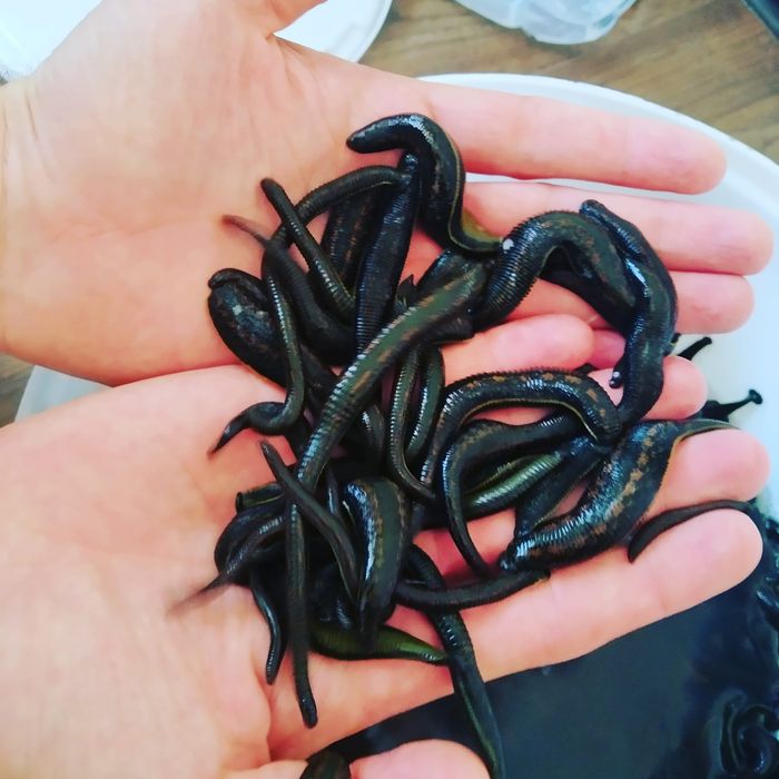 Zuluk sotiladi продается пиявки