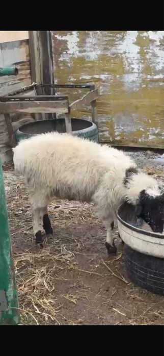 Қойлар сатылады