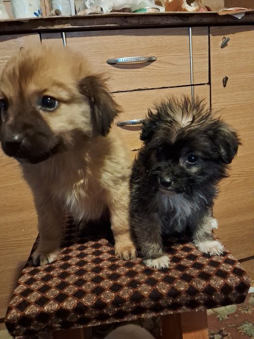 Donez căței talie mică