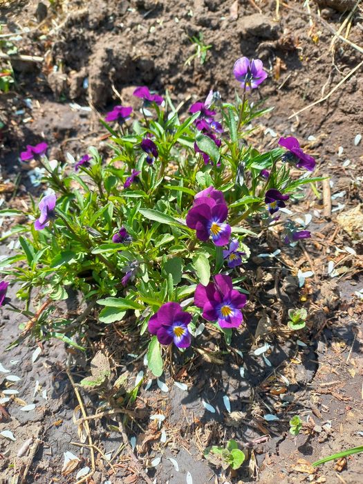 Продам дачу сад Здоровье