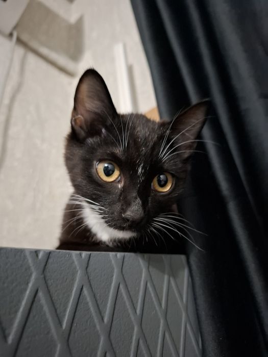 Отдам кошку в добрые руки