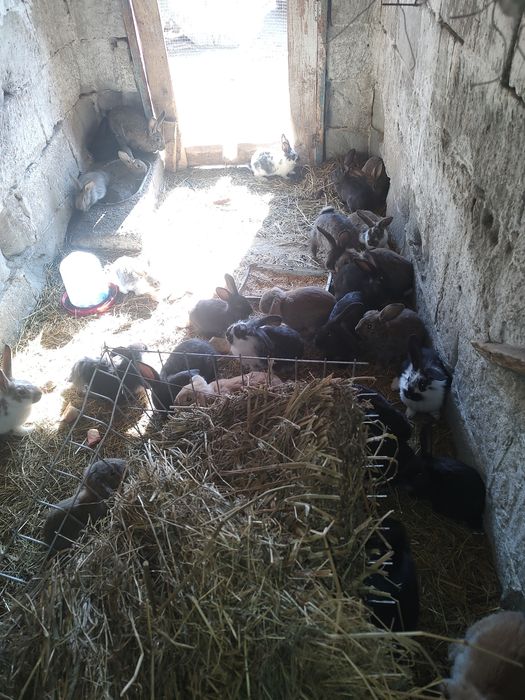 Iepurași de vinzare preț 70 lei