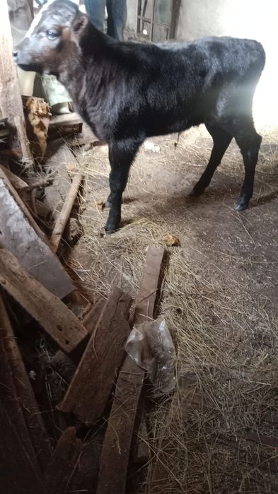 Продам телёнка, тёлочка