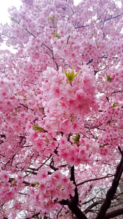 Японский Сакура сорт канзан