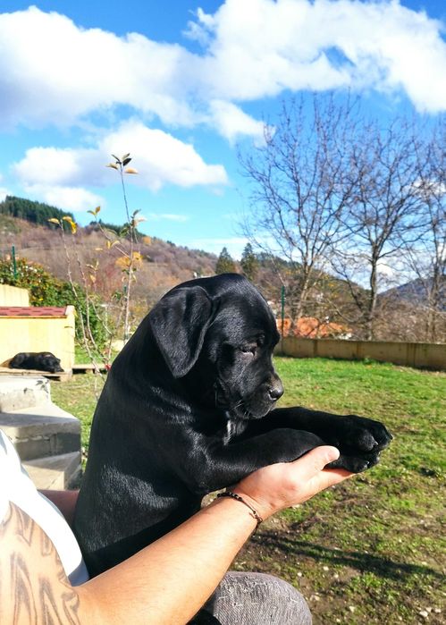 Кане Корсо Италияно