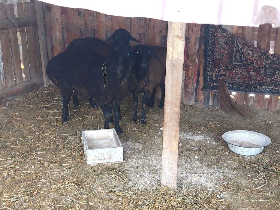 Жас қошқарлар сатылады