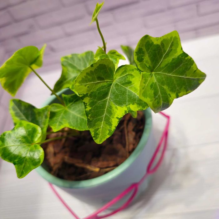 Хедера/плющ комнатный.