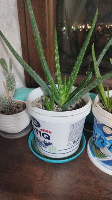 Домашний цветок Алоэ-вера (лечебный) от 50000 и вышесум