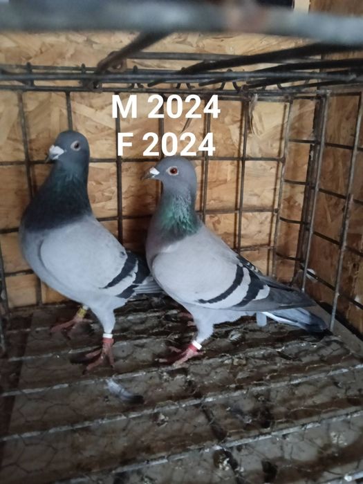 Perechi porumbei voiajori sport