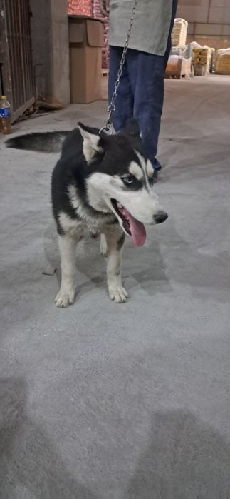 Собака хаски мода