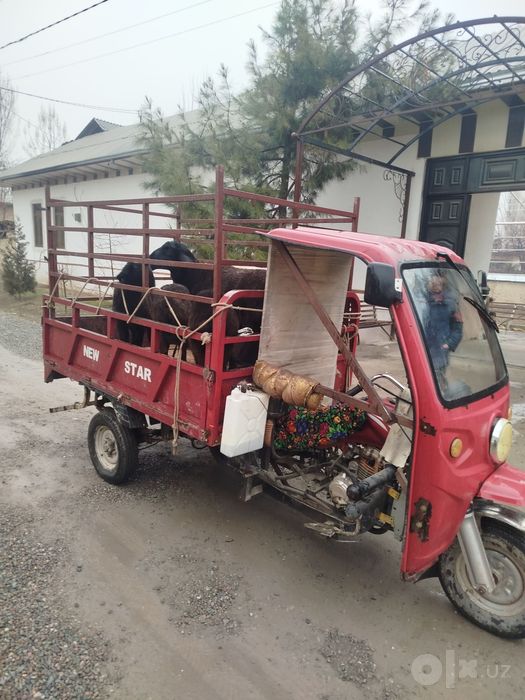 Kafolati bilan yurishlari zur