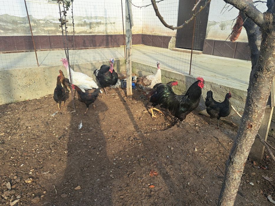 Тауык атештер сатылады индукта сатылат макени атеши бар ценасы келисем