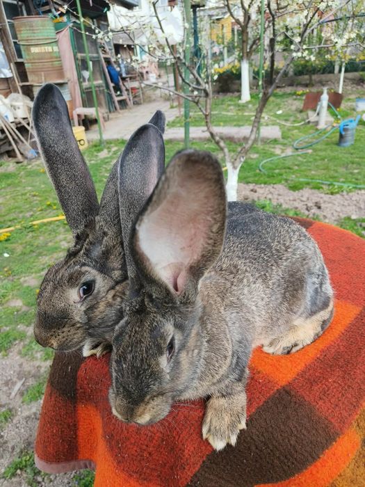 iepuri hycol francez,uriasi german