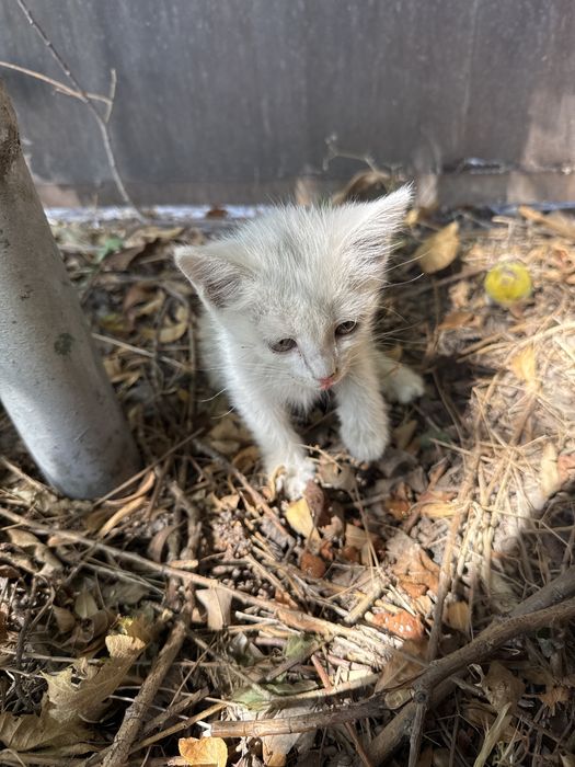 Котенок бесплатно