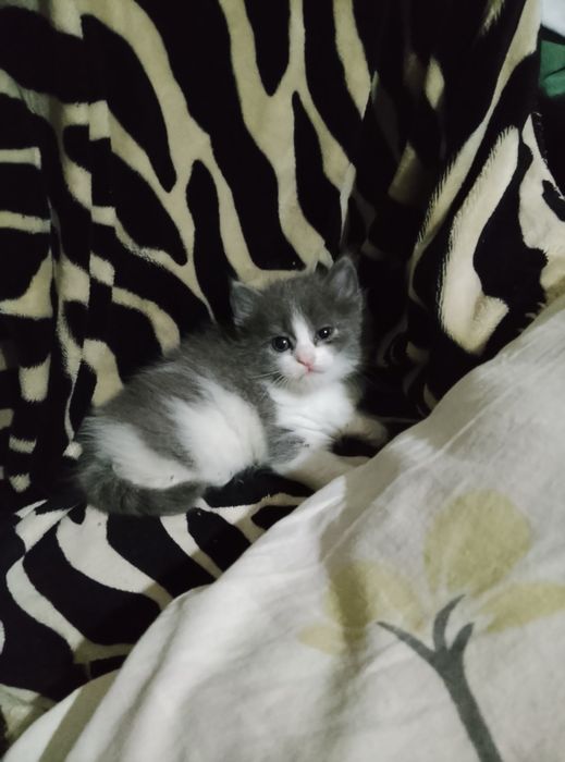 Отдам котенка,девочка 1 месяц.