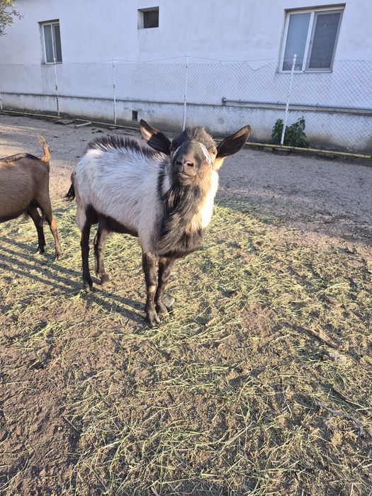 Vand tap de vânzare din capra de 6l de lapte